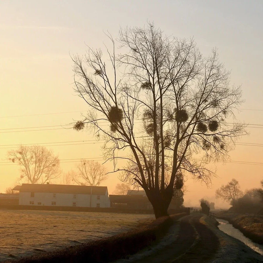 🌿 Mistletoe is a seasonal favourite! 🌿 

Once revered by Druids as a symbol of life enduring through the cold, dark winter months ❄️ If hung above doorways, it was also believed to protect homes from storms and evil 🏠 It later became a sign of lov