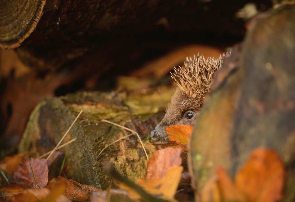 Celebrating #BonfireNight?🎇 
 
Before lighting your bonfire, don&rsquo;t forget to check thoroughly for mammals, such as #hedgehogs, who may have decided your bonfire pile is the perfect hibernation spot! 🦔🍂 

📸- Ben Andrew (rspb-images.com)