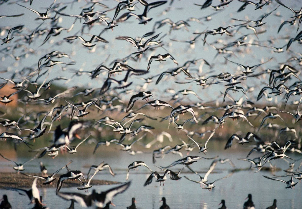 Collective nouns are one of the most delightful quirks of the English language... whimsical, mysterious, and always memorable!

Here are just a few groups of birds you might encounter on the #GwentLevels 🐦🪿🐦&zwj;⬛🦆

💨 A wisp of snipe 🌾A sedge o