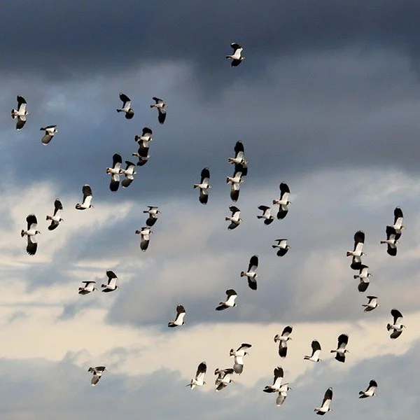 ❄️Whilst the chilly winter weather may not suit many of our native bird species, the UK is the perfect getaway for those from colder climates❄️

Across the Gwent Levels and the Severn Estuary, wetlands, mudflats and saltmarshes transform into bustlin