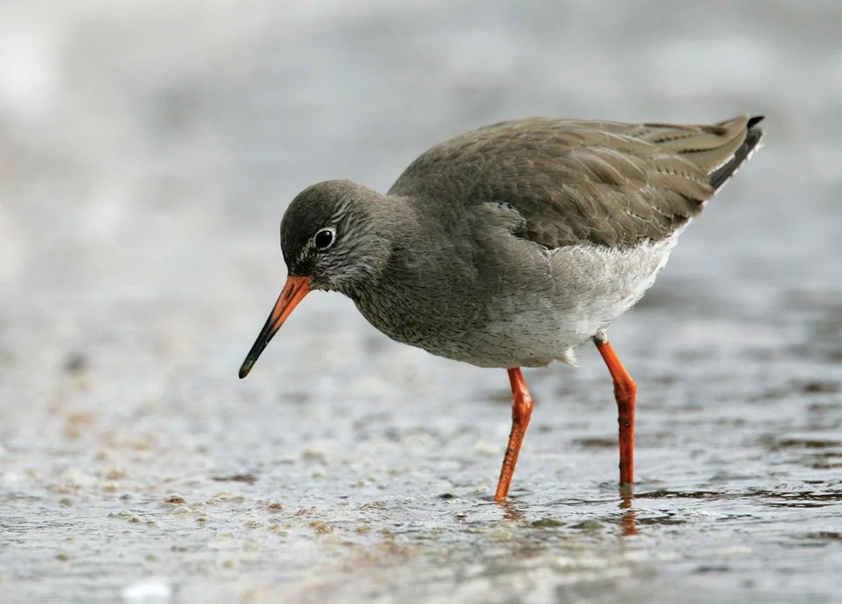 Pibydd Coesgoch (Andy Hay,  RSPB-images.com )