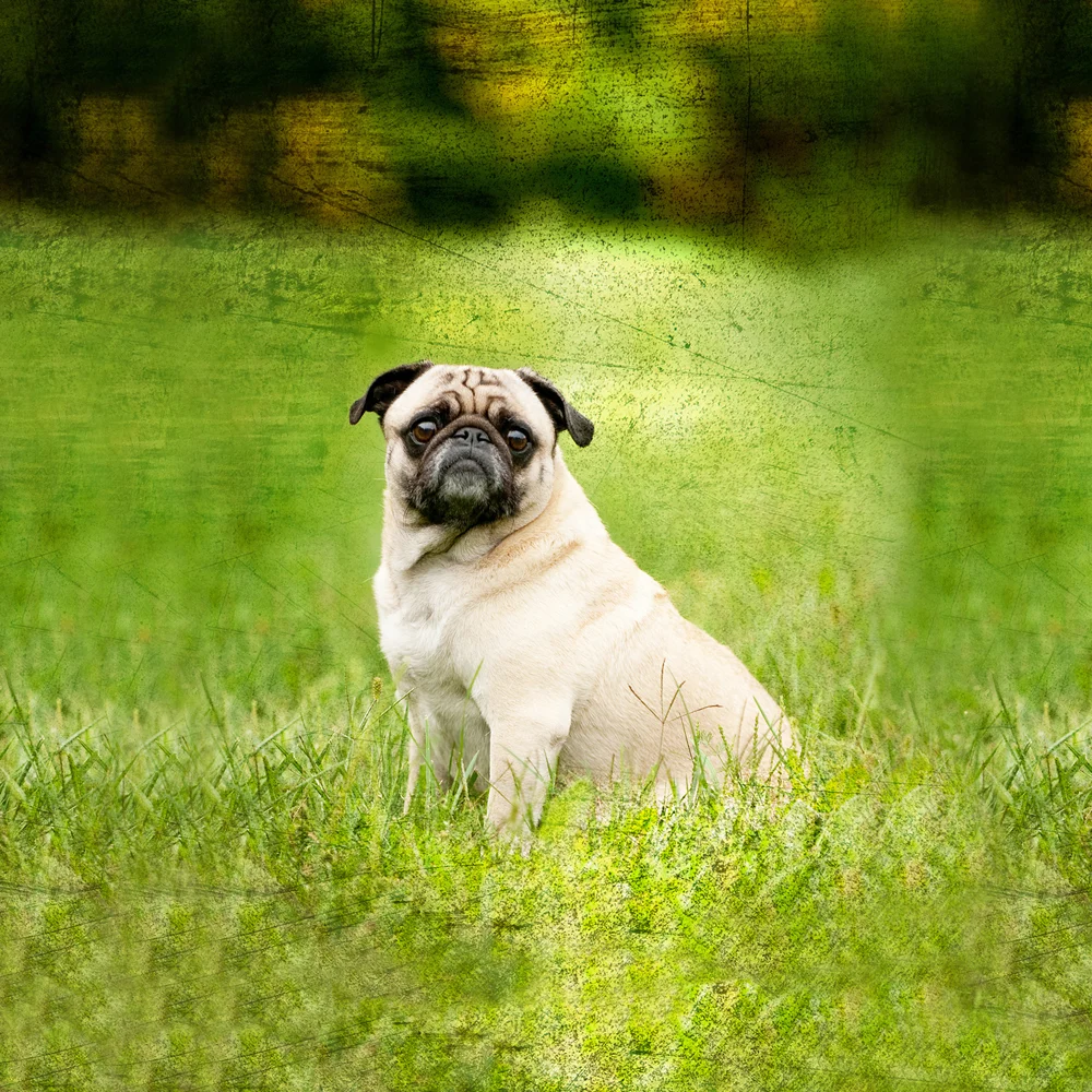 DOGS002.jpg
