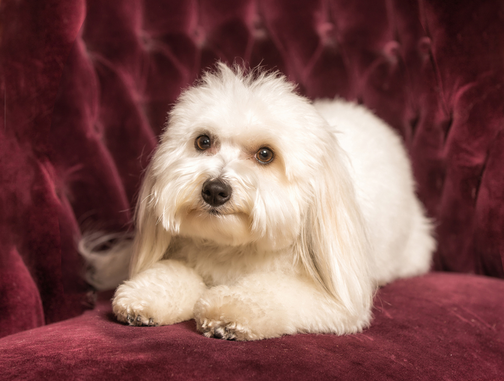 DOGS005.jpg