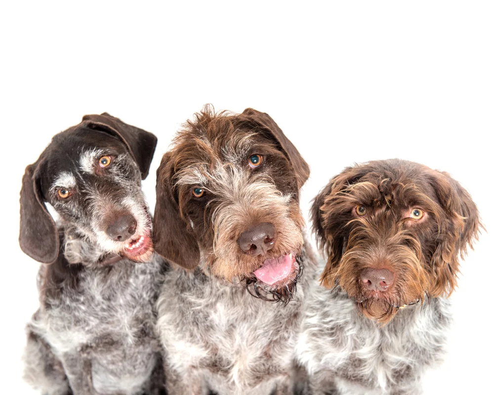 DOGS006.jpg