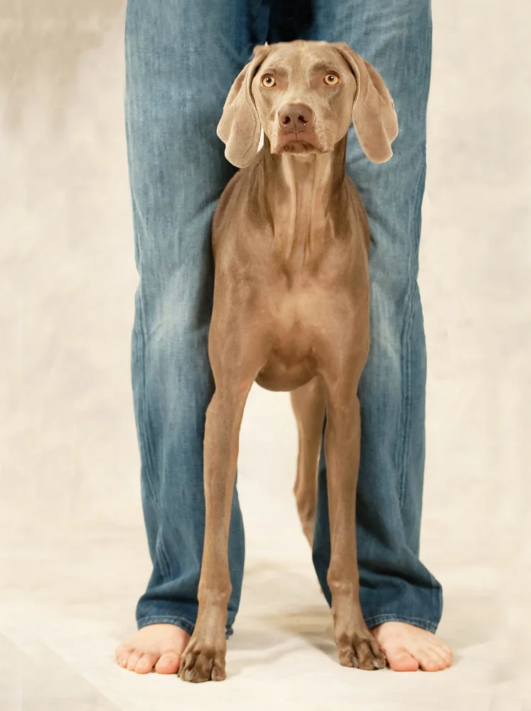 DOGS009.jpg