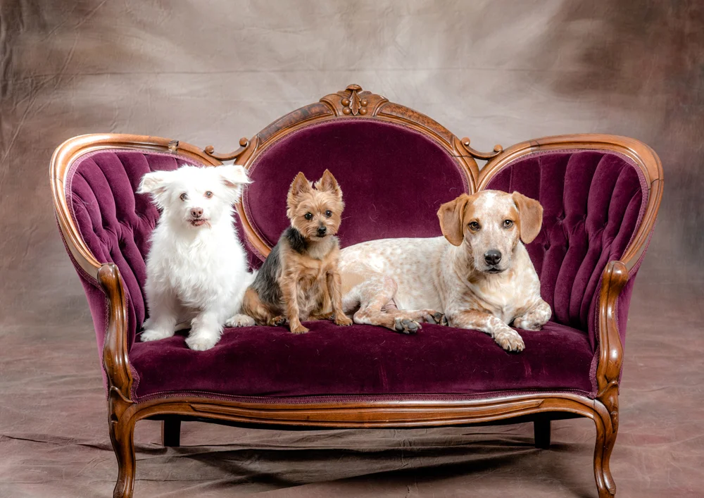 DOGS008.jpg