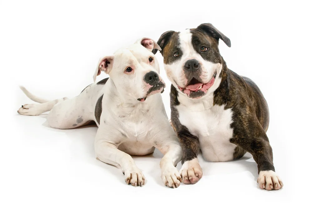 DOGS010.jpg