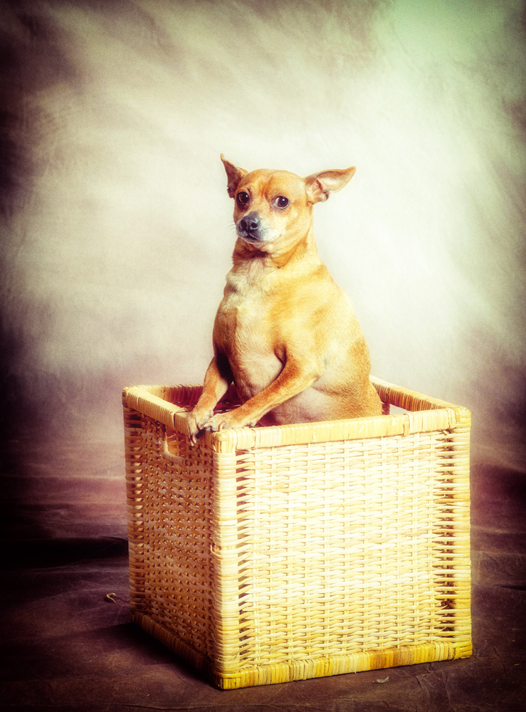 Dogs020.jpg