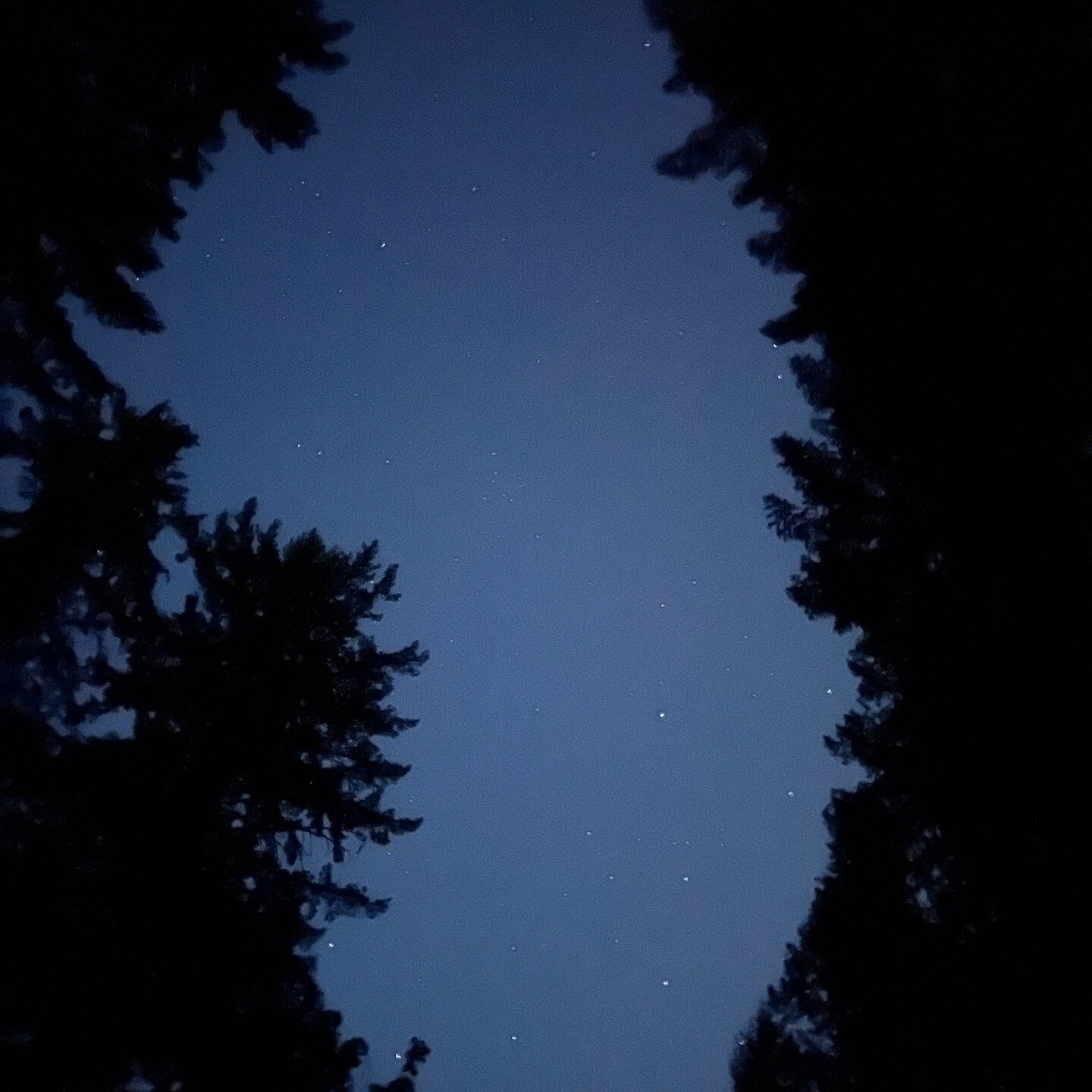 We took a magical night walk out amongst the trees and stars last night here in #washingtonstate 

#pnw #pnwlife #starwalk #duvallwa