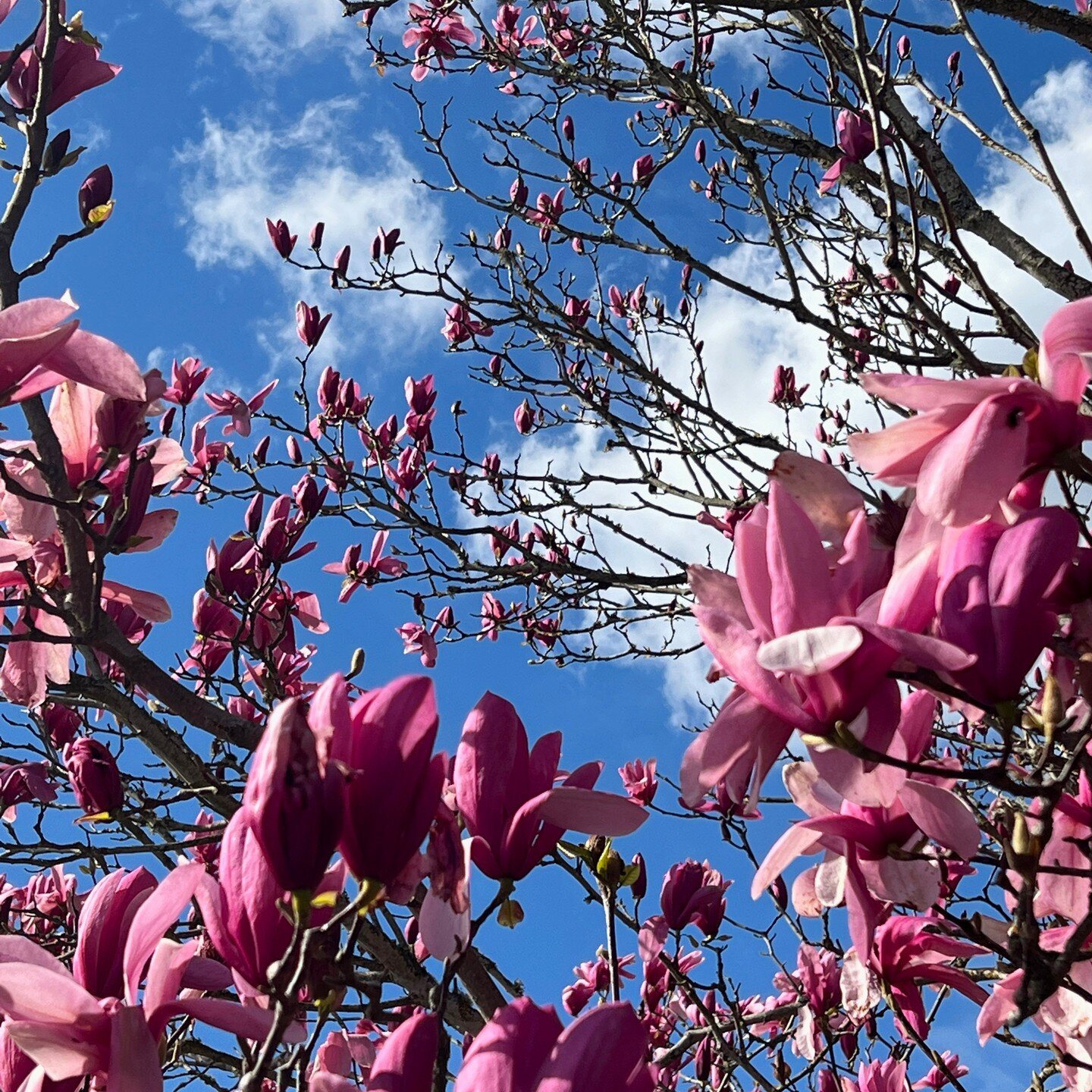 Laurie from @lauriejknits sent me a photo today of magnolias at her home in upstate New York. It reminded me of this beautiful magnolia tree that was near our house when we lived in #portlandoregon 

They are my absolute favorite flowers, and I love 
