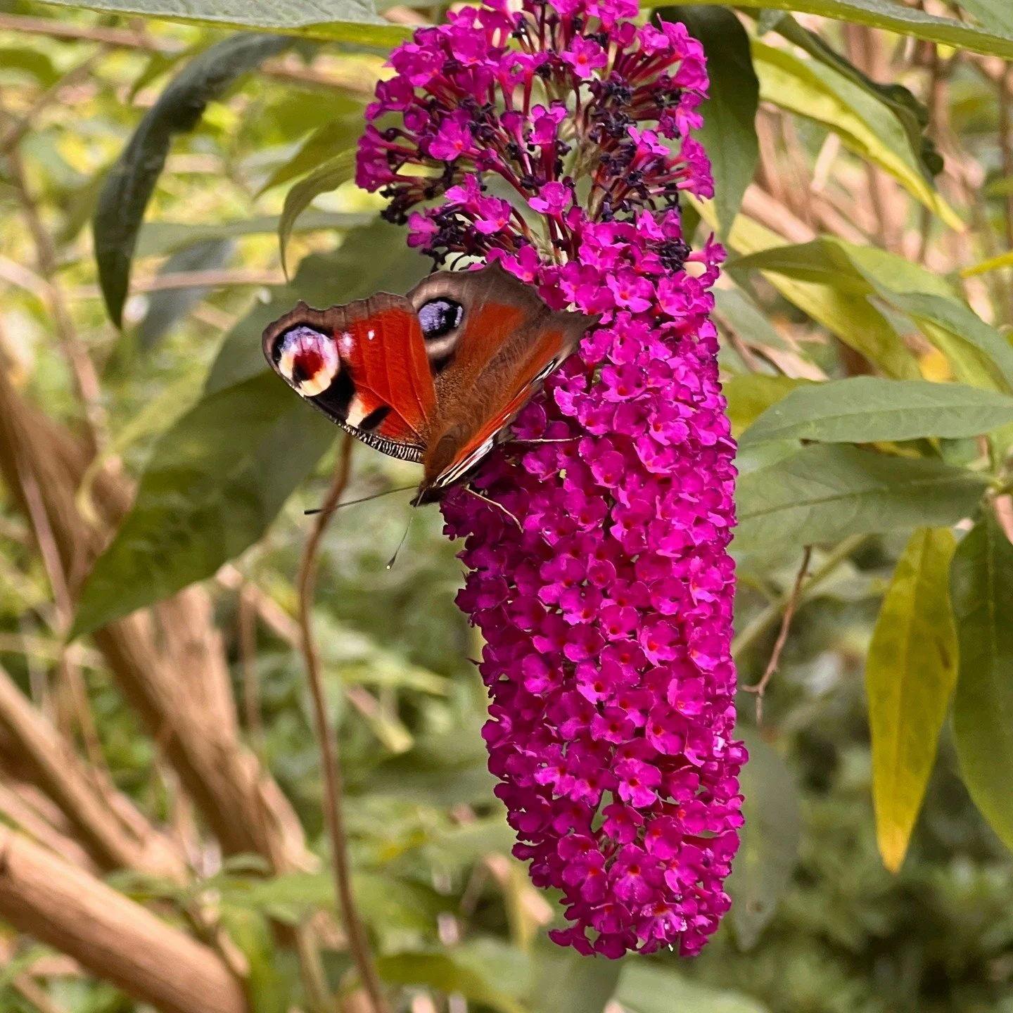European Peacock Butterfly on a butterfly bush (Buddleia davidii) in L&uuml;neberg, Germany. July, 2025

#butterfly #buddleia #germanytravel