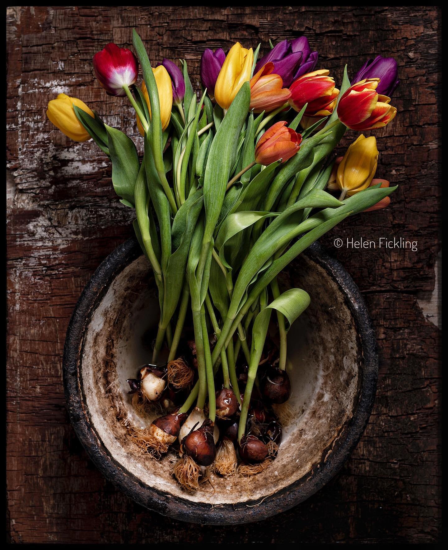 A great idea from Bloom and Wild. Tulips grown in the UK  and shipped with their bulbs. #bloomandwild  #springbulbs #tulips  #homegrown  #springblooms  #deliveredtomydoor  #plantout #gift #springflowers  #happinessguaranteed #britishtulips  Vintage c