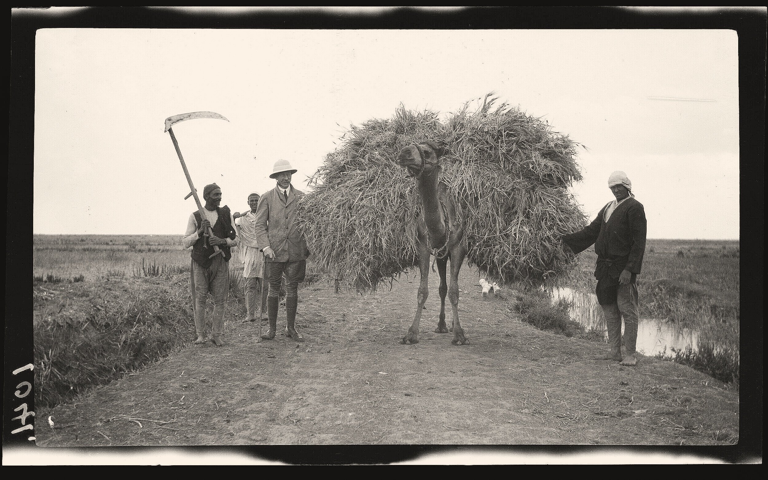 Straw harvest on a camel