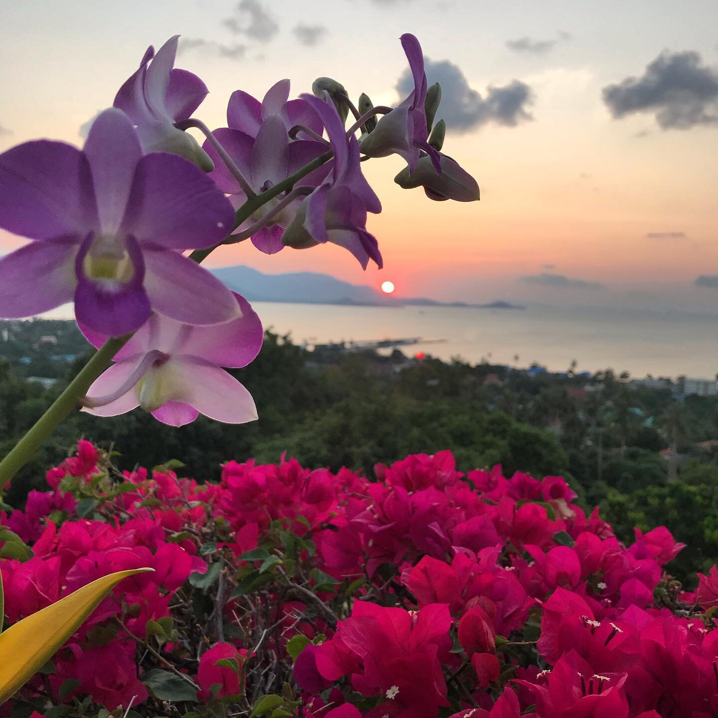 So many stunning sunsets 🌅 and so many places around the villa to sit and enjoy them. Throw in some orchids and bougainvillea in full bloom (maybe a cocktail 🍹too) and you have achieved vacation perfection. .
.
.
.
.
#baanchuddanip #samuivilla #sun