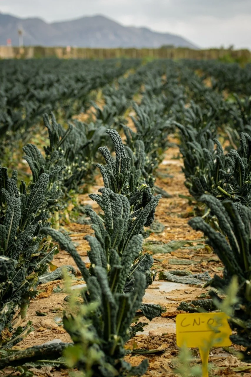 (client work) feilds of plenty 