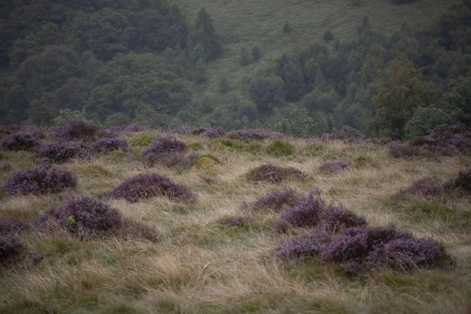 "Fine art photograph of blooming heather across a nature reserve in central Wales — limited edition print by Selly Gardner."