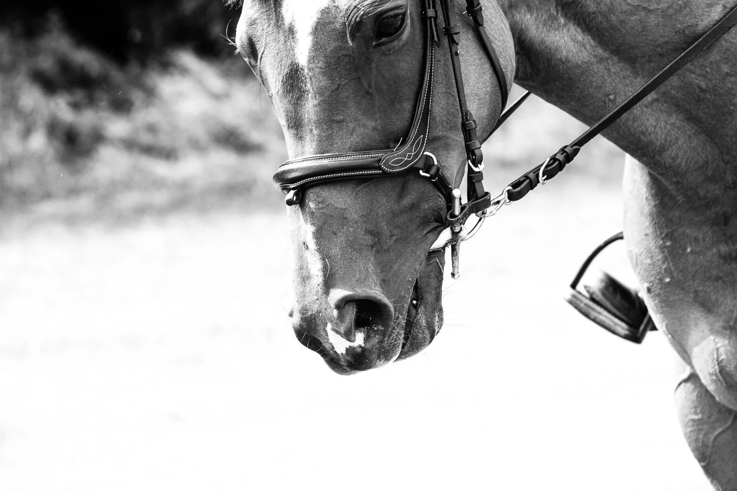 thoroughbred_horse.jpg