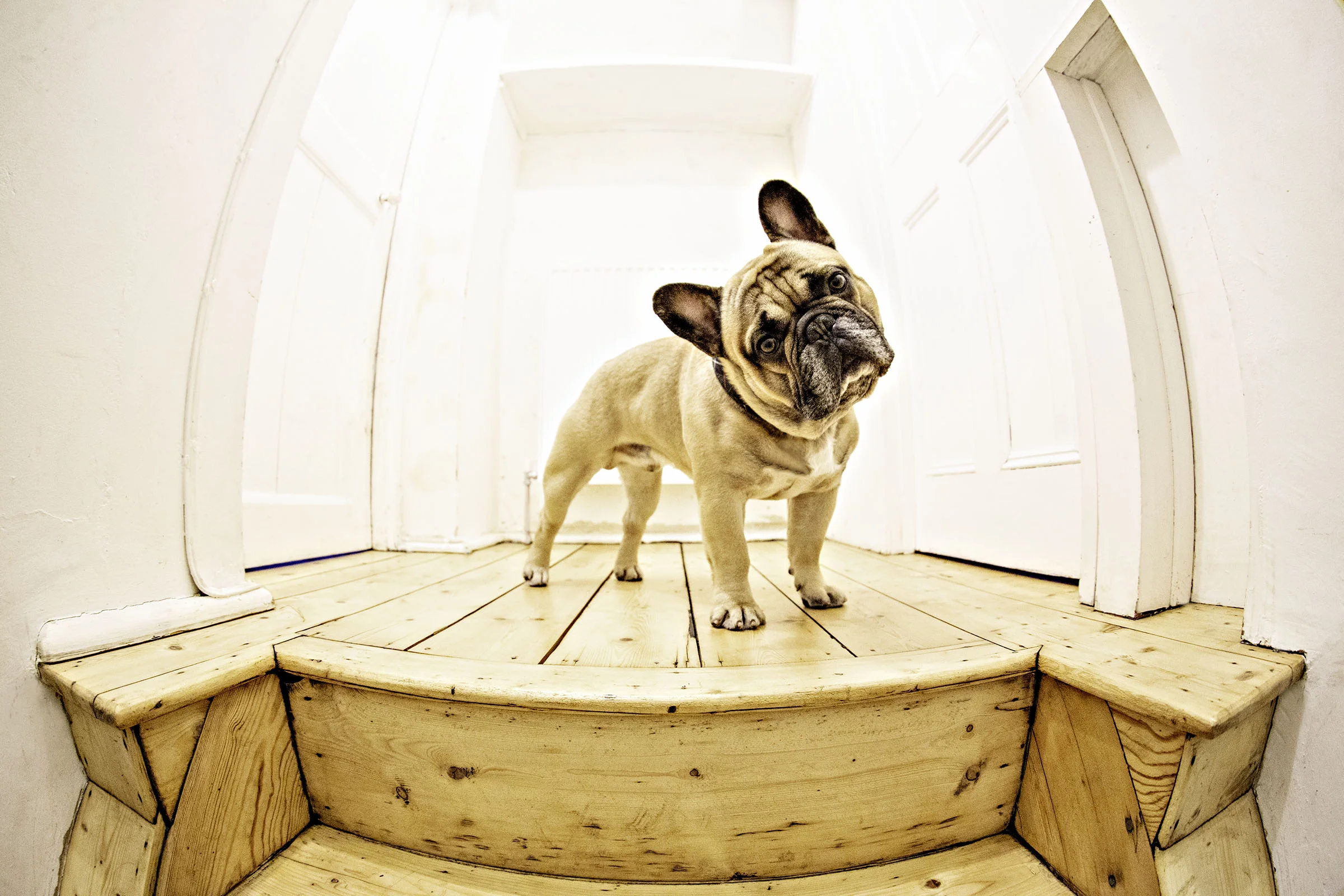 french_bulldog_headtilt.jpg