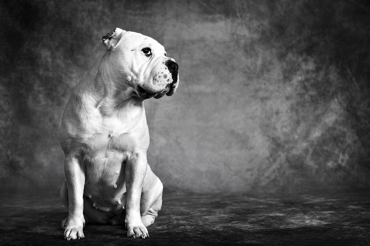 dog_in_studio.jpg