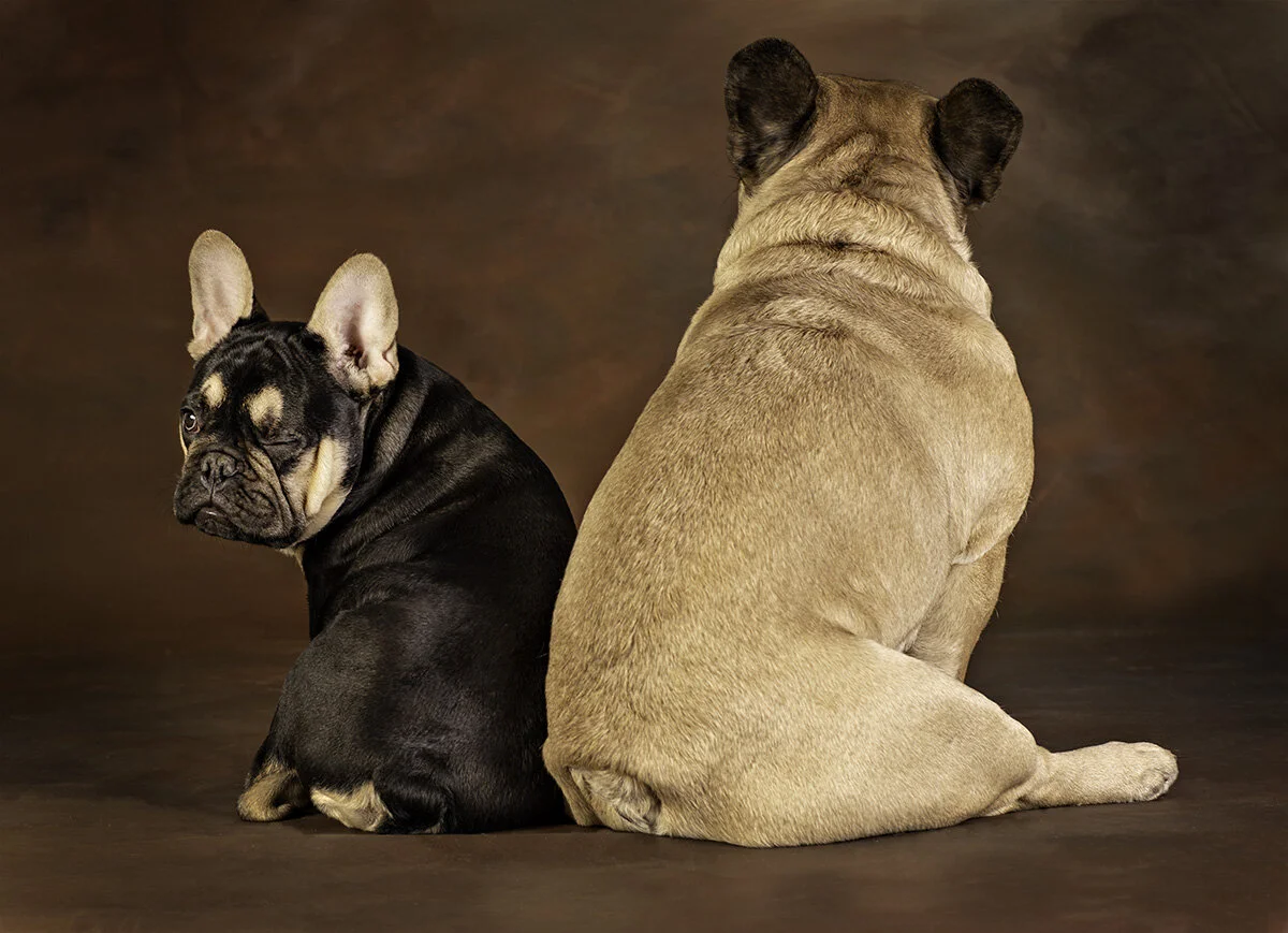 frenchbulldog_winking.jpg
