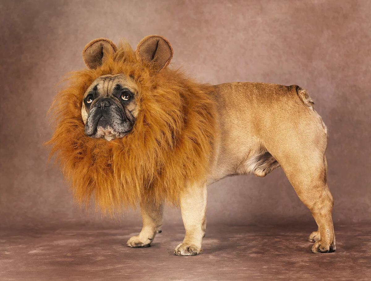 fancy_dress_frenchie.jpg