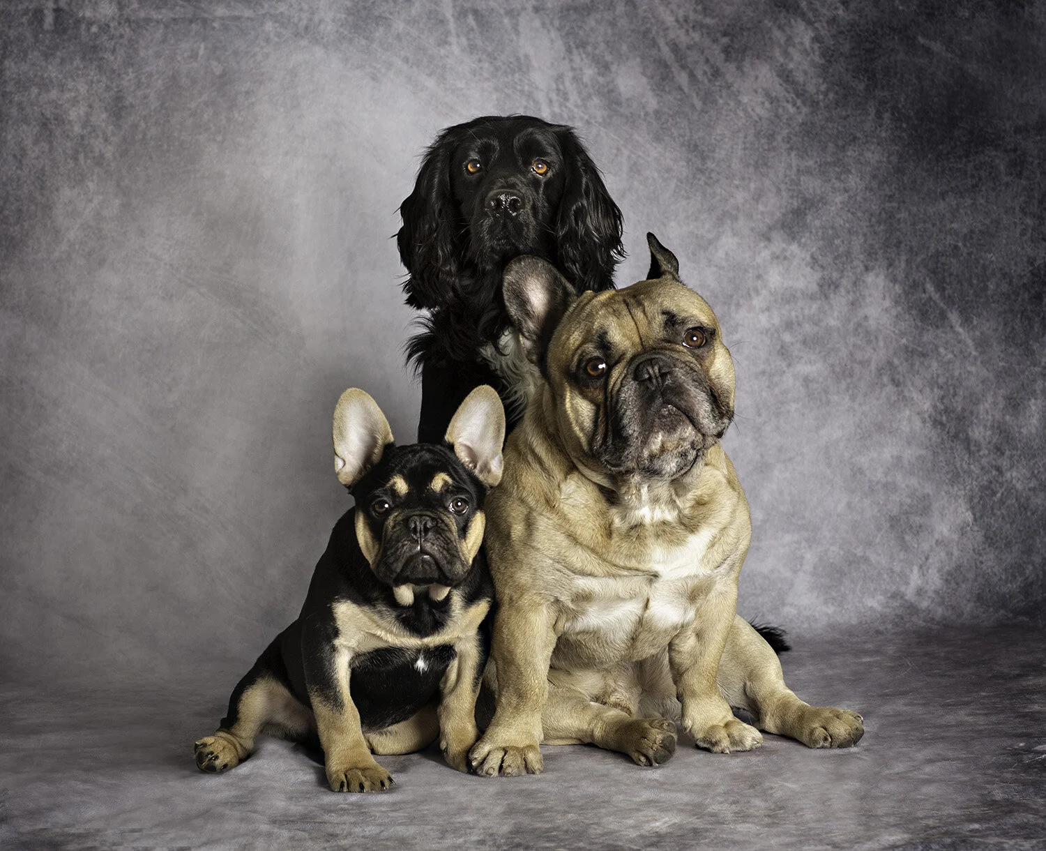 dogs_in_studio.jpg
