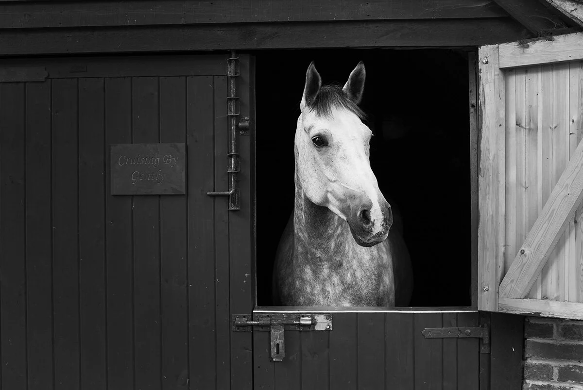 horse_in_stable.jpg