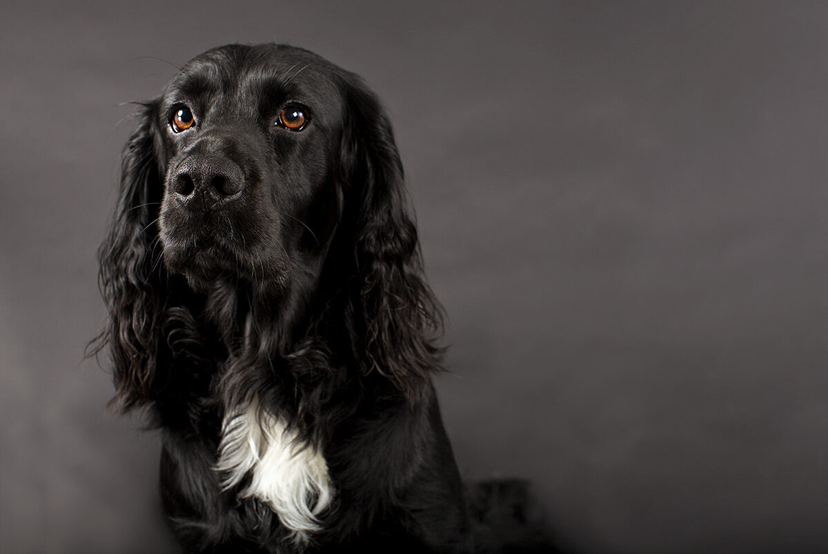 spaniel_in_studio.jpg