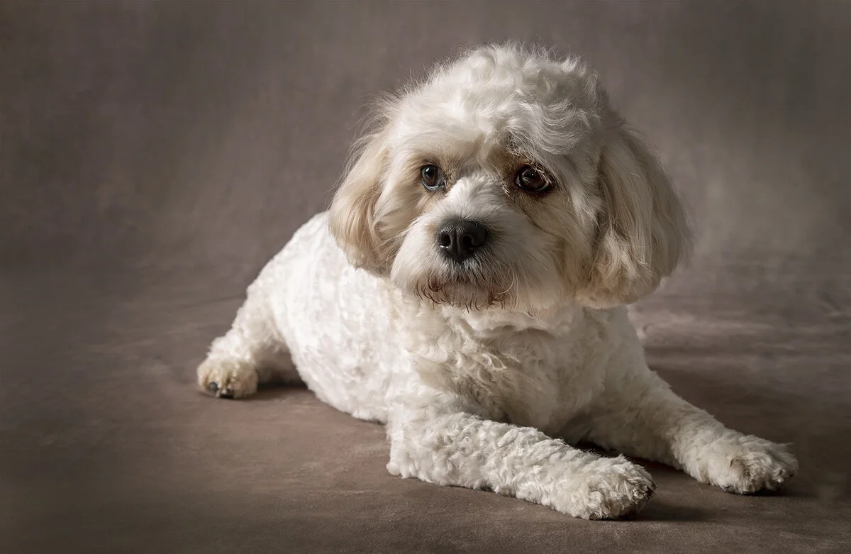puppy_in_studio.jpg