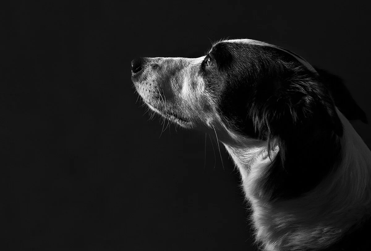 collie.jpg