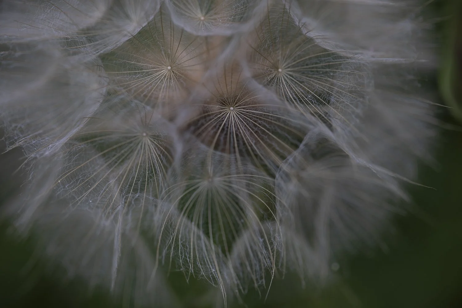 Close-up photo of a delicate dandelion seed head in soft, muted colours, taken in Oxfordshire. Fine detail and gentle natural light.