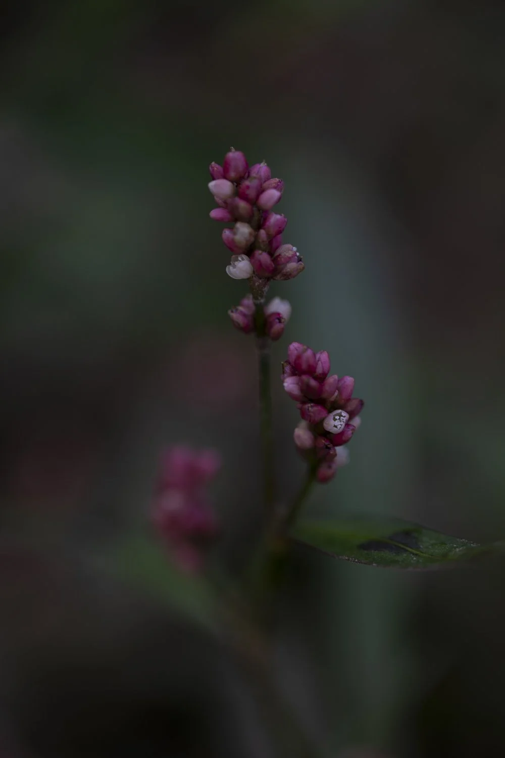 Soft-focus photo of a small pink wildflower with tiny white flowers inside, growing beside a river in central Wales. Muted colours and gentle natural light.