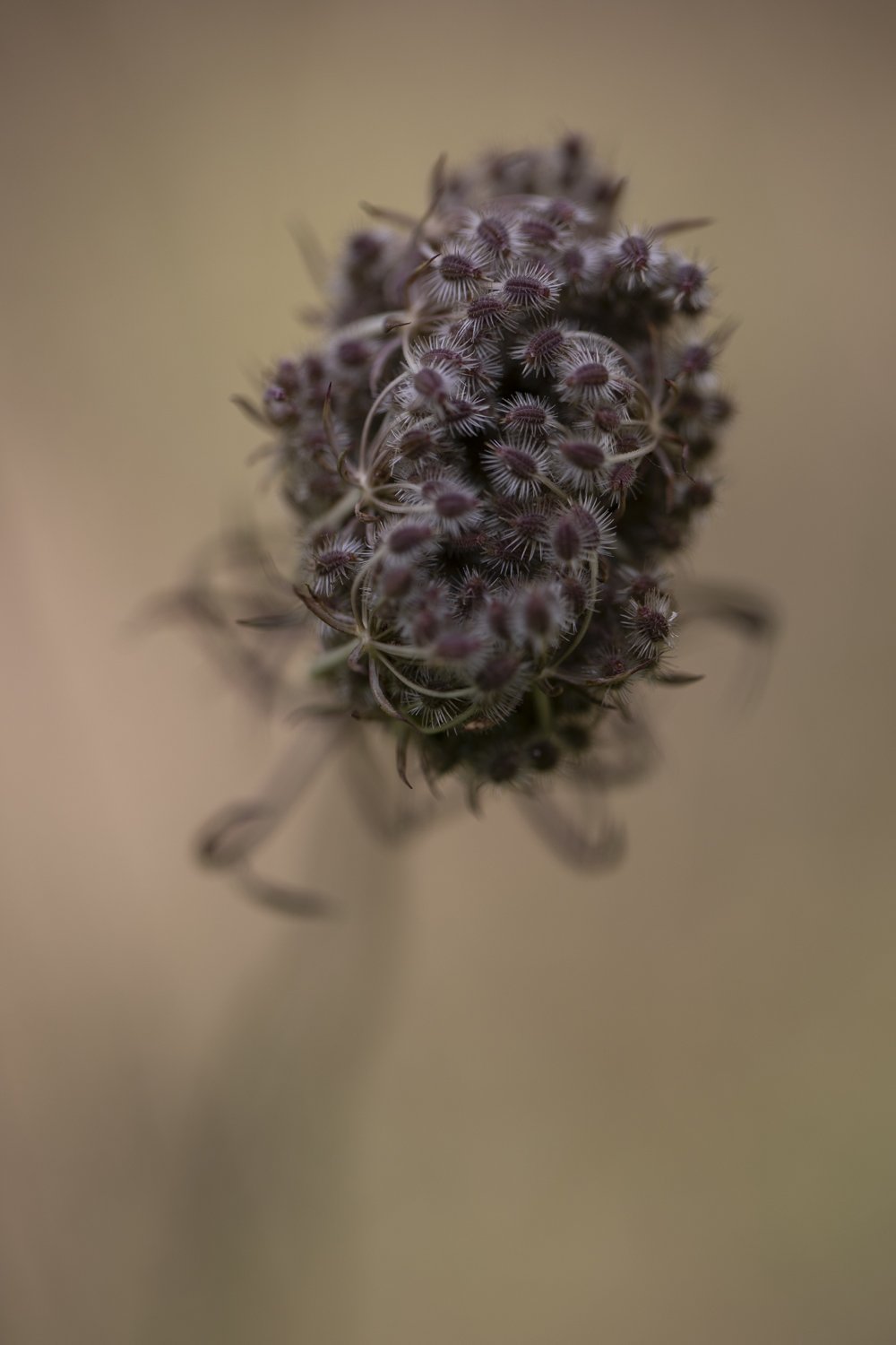 Photograph of Queen Anne’s Lace in seed, delicately curled into a cradle shape. Soft-focus, natural tones, capturing the quiet poetry of wildflowers in late summer.