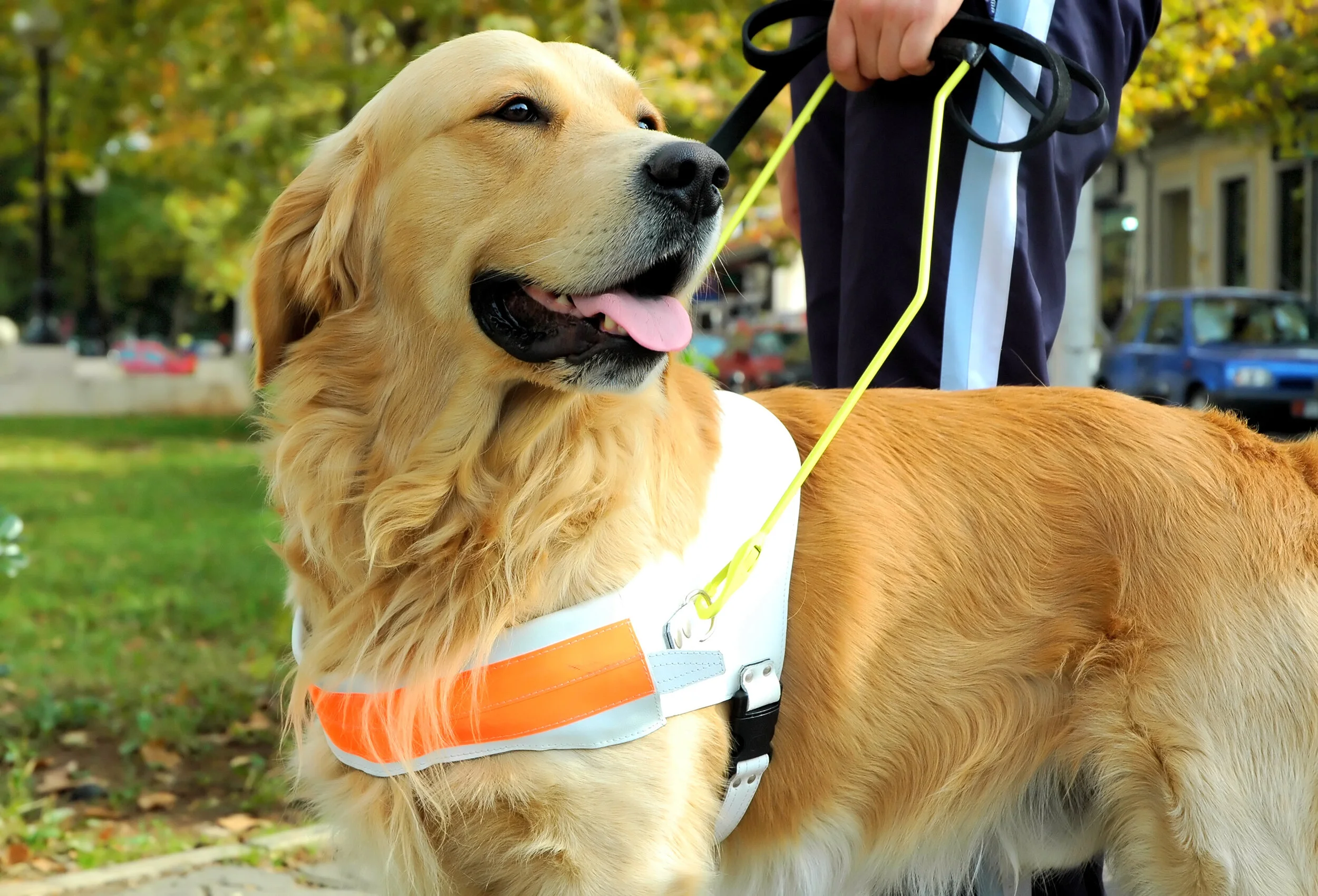 How a Hearing Assistance Dog Can Help You — Sound Hearing Care