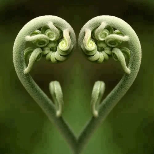 unfurling.jpg