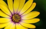dreamstime_xxl_yellowflowerSmall.jpeg