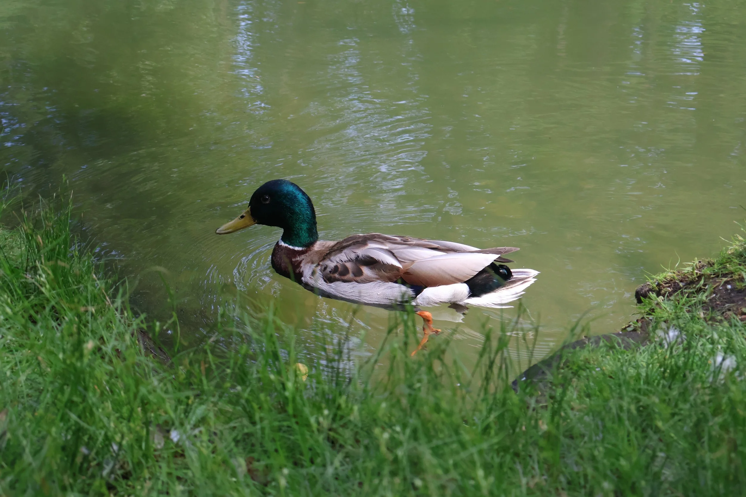 IMG_2154.JPG
