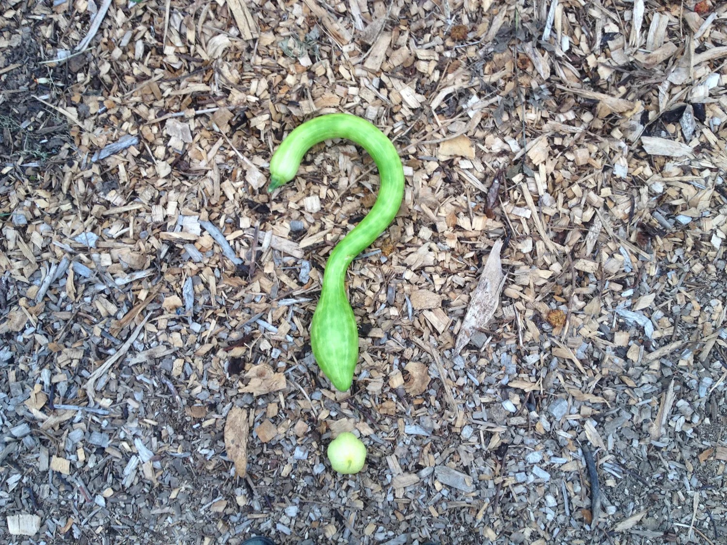 FAQ squash.jpg