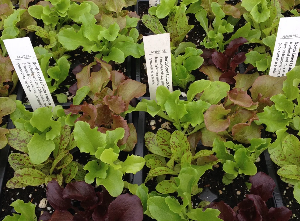 lettuce mix starts.jpg