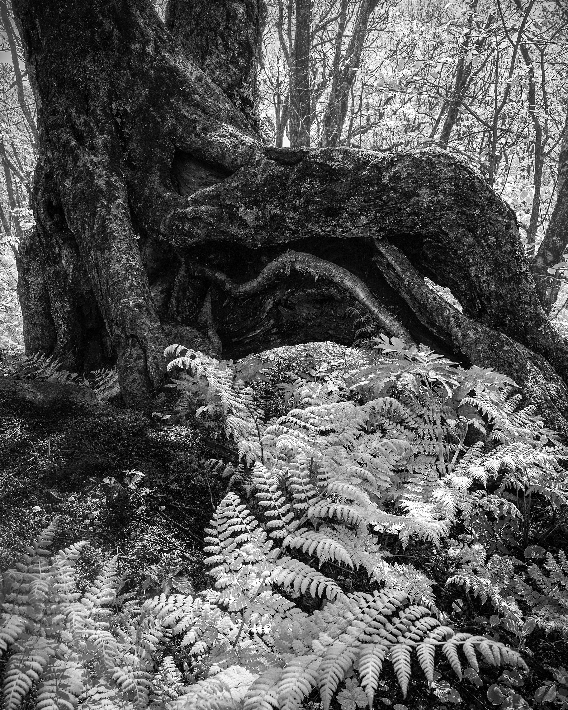 The Fern Eater Blue Ridge Parkway, NC 2018