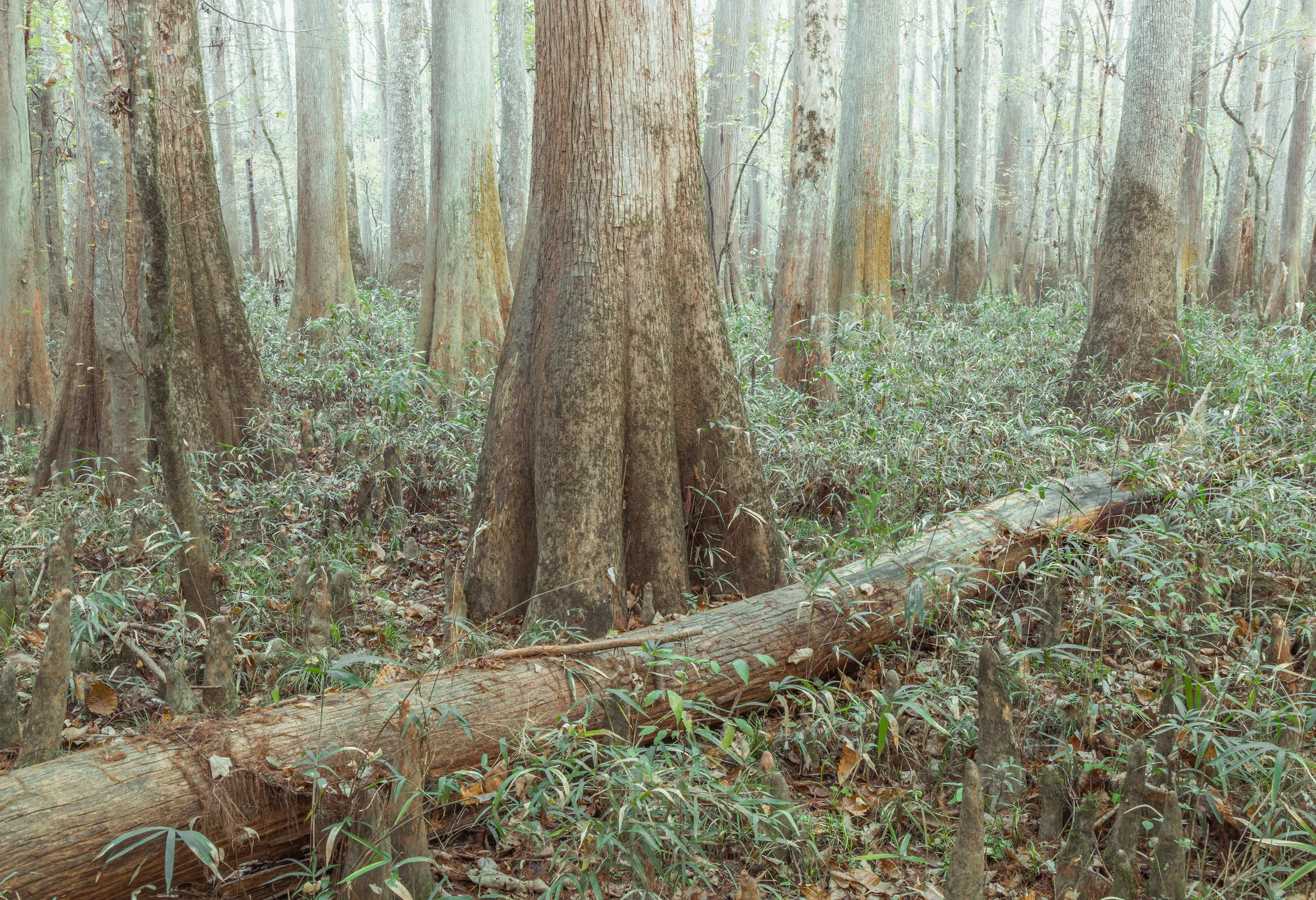 Fallen Cypress Congaree National Park, SC 2017