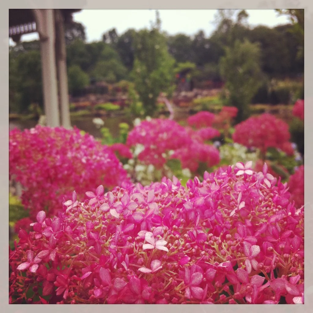 Pink Hydrangea