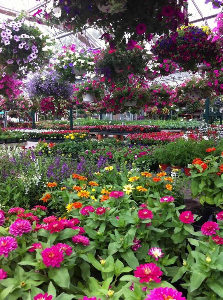 More Flowers