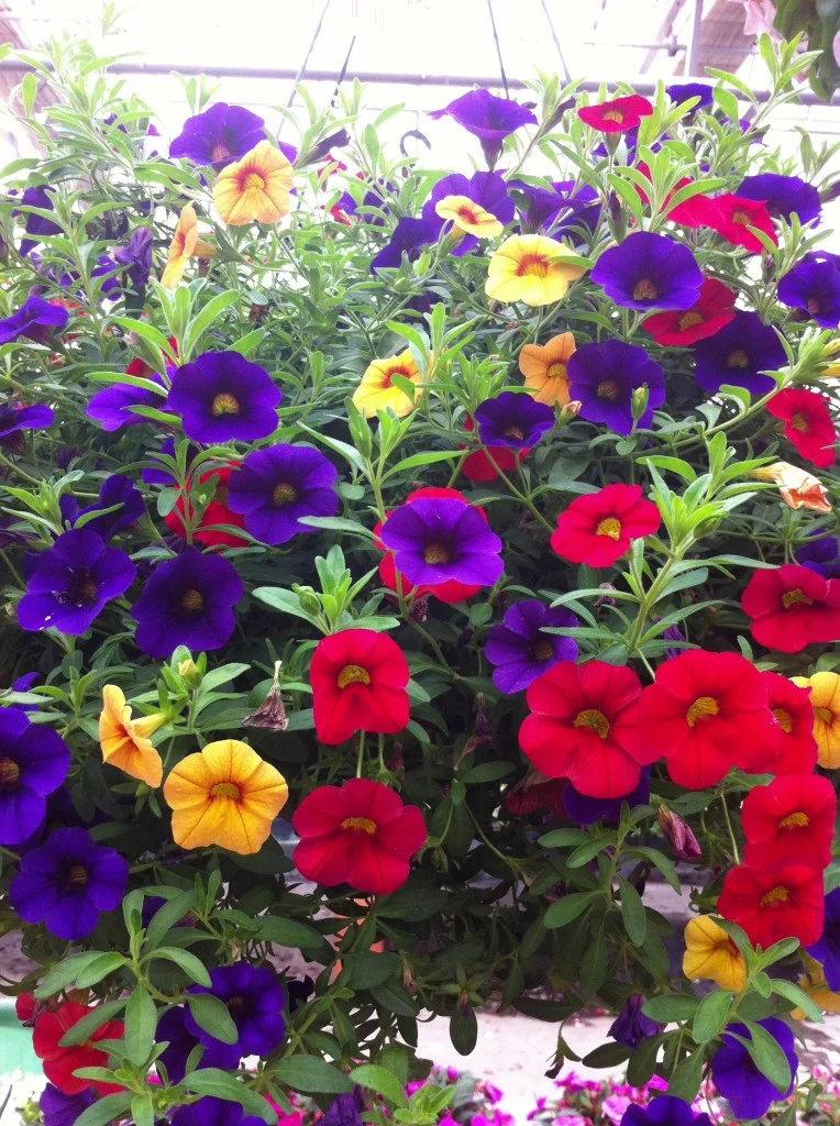 Calibrachoa