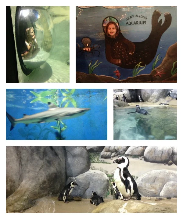 JenksAquarium.jpg