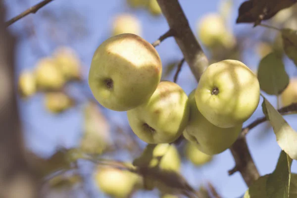 apple-tree-600x400.jpeg