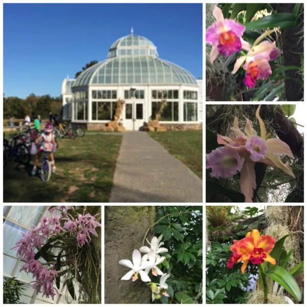 orchids-600x600.jpg