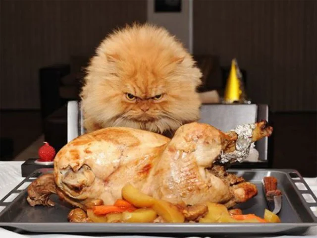 cat-thanksgiving.jpg