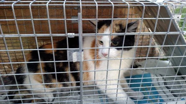 Cat2-600x338.jpg