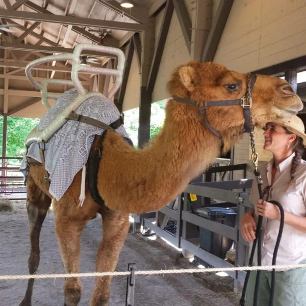 camel-rides-600x600.jpg